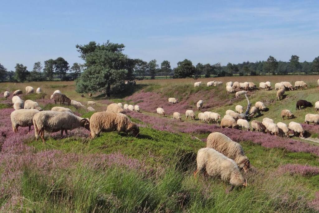 4-6 Persoons Vakantiewoning Met Eigen Tuin Villa Bakkeveen Dış mekan fotoğraf